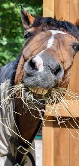 A playful horse munching on hay near a wooden fence, looking directly at the camera.