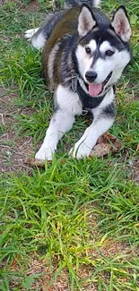 Playful husky lying on green grass field with tongue out.