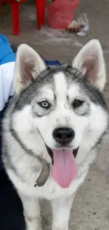 Playful Husky with blue eyes on a mobile wallpaper.