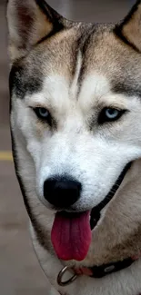 Husky with blue eyes and pink leash outdoors.