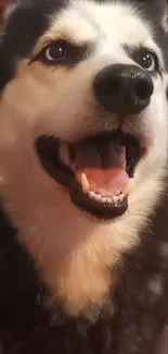 Joyful Siberian Husky with a playful expression on its face.