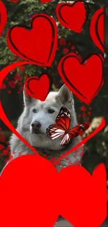 Husky surrounded by red hearts with butterfly on mobile wallpaper.