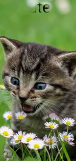 Adorable kitten playing among blooming daisies in a lush green field.