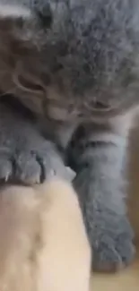 Cute gray kitten plays with a guinea pig on a yellow backdrop.