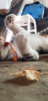 Playful kitten with scarf on rustic ground.