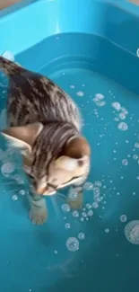 Cute kitten playing in a blue tub with bubbles.