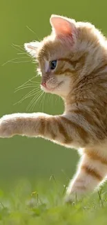 A fluffy kitten walking in a sunny green field, ideal for a mobile wallpaper.