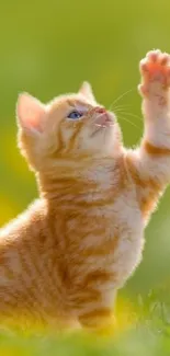 Orange kitten reaching upward in lush green field, under bright sunlight.