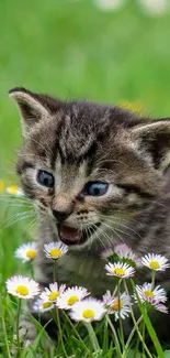 Playful kitten among daisies in a green meadow.