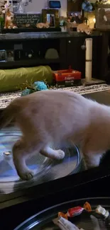 Playful kitten exploring indoors on living room table.