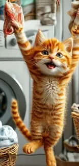 A playful orange tabby kitten hanging in a laundry room setting.