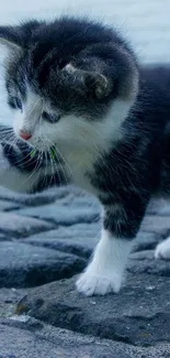 Playful kitten touches flower on cobblestone path.