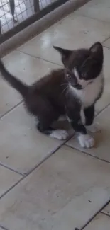 Playful black and white kitten on tiled floor.