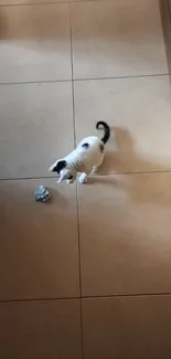 Playful kitten on beige tiled floor with shadow.