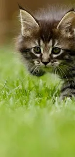 Cute fluffy kitten exploring green grass.