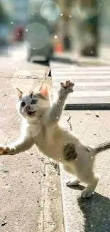 Playful kitten jumping on sunlit street.