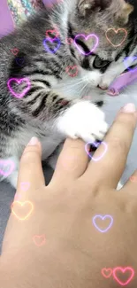 Playful kitten touches hand on a cozy pink background.