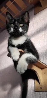 Adorable black and white kitten on wooden wall perch.