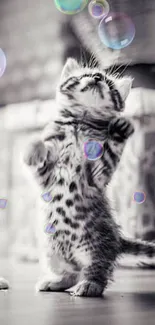 Gray kitten stands playfully on hind legs with bubbles above.