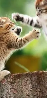 Playful kittens in a natural outdoor setting, sitting on a tree stump.