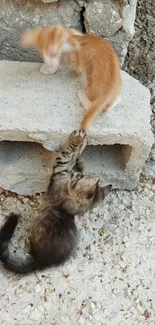 Two playful kittens on concrete steps in a natural setting.