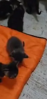 Kittens playing on an orange blanket