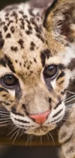 Close-up image of a playful leopard.