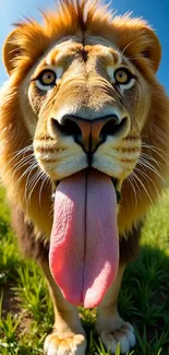 Close-up of a playful lion in a grassy field.