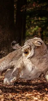 Two playful lynxes in an autumn forest setting.