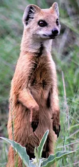 Meerkat stands alert in green grass.