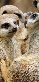 Charming meerkats gathered closely in a group, showcasing their social behavior.