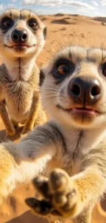Two playful meerkats close-up in a sunny desert setting.