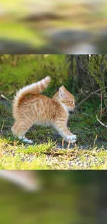 Playful orange kitten walking outdoors on a grassy field.