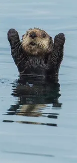 Adorable otter with paws raised in tranquil blue waters.