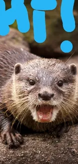 Playful otter with 'Hi!' text on rock.