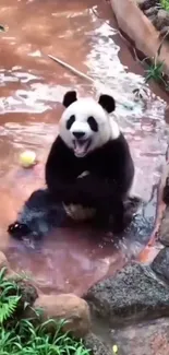 Playful panda sitting in water surrounded by rocks and greenery.