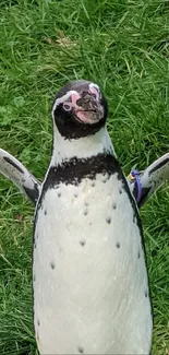 Playful penguin standing on vibrant green grass.