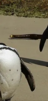 Penguins walking on a sunlit sandy beach with ocean in the background.