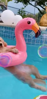 Puppy in flamingo float with cat by the pool.