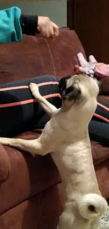 Pug reaching up on a brown couch with toy nearby.