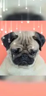 Adorable pug with stars on coral background.