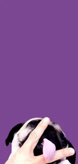 Playful pug with tongue out on purple background.