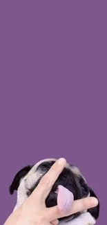 Playful pug with purple background mobile wallpaper.