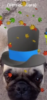 Adorable pug wearing a top hat with colorful falling autumn leaves.