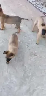 Four playful puppies on a sandy ground.