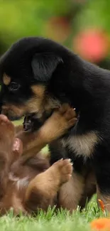 Two puppies playing on fresh green grass.