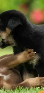 Playful puppies in a lush green field background.