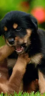 Playful puppies on green grass background.