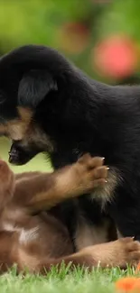 Two playful puppies enjoying a grassy field.