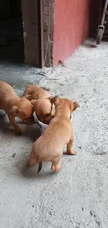 Three puppies gather around a bowl on a rustic floor.